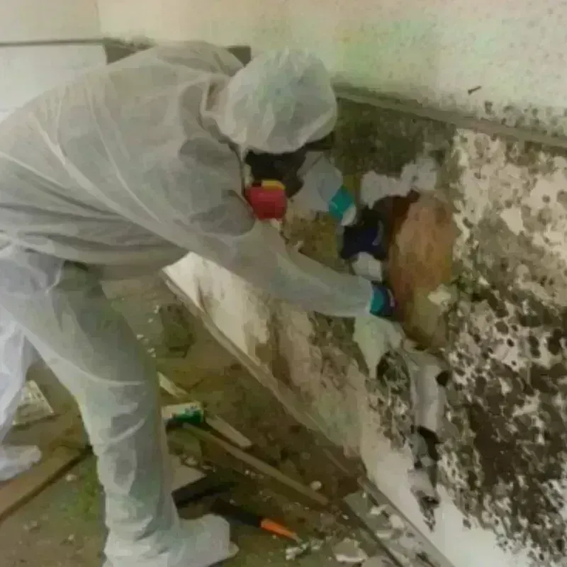 Mold Remediation and Removal in Berryville, VA